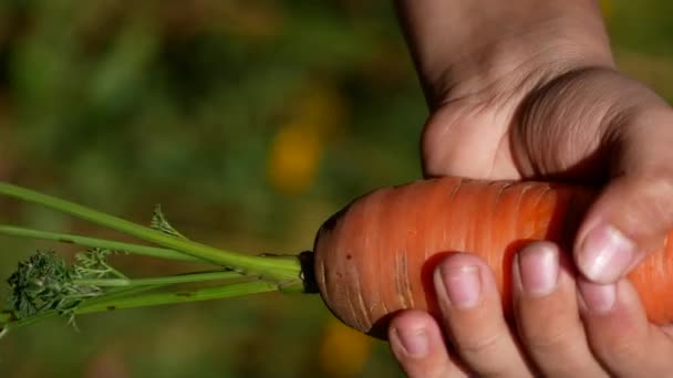 成熟的胡萝卜刚用孩子的手从地里拔出来 健康饮食的概念 花园的维生素 维生素蔬菜 胡萝卜收获 垂直录像 — 图库视频影像