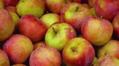 Bir sürü olgun elma, kırmızı elma. Panorama. Elma topluyorum. Tatlı, sağlıklı bir tatlı. Elma meyvesi, olgun elma meyvesine yakın çekim.. 
