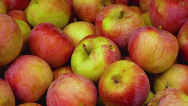 很多成熟的苹果 红苹果 收获苹果 甜甜的 健康的甜点 苹果果 成熟苹果果特写 — 图库视频影像