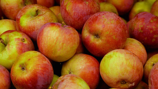 Lots of ripe apple, red apples. Panorama. Harvesting apple. A sweet, healthy dessert. Apple fruit, closeup of ripe apple fruit. 