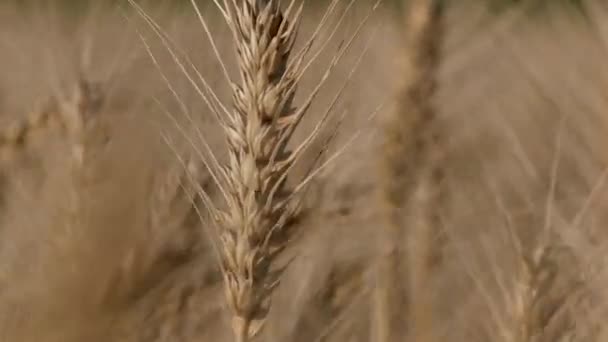 Уши Спелой Пшеницы Поле Раскачиваются Ветру Культивация Зерна Пшеницы Сбор — стоковое видео