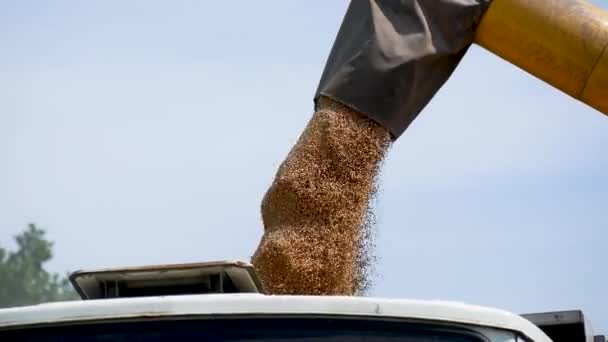 新鲜收获的麦粒从联合收割机中倒入卡车后部的天空中 收获小麦 早熟粮食作物 世界粮食安全和粮食的概念 — 图库视频影像