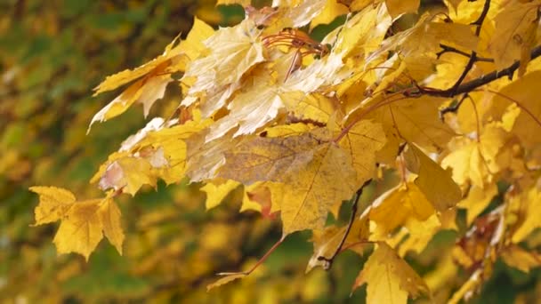 Κίτρινα Φύλλα Σφενδάμου Λικνίζονται Στο Αεράκι Φθινόπωρο Χρυσή Φθινοπωρινή Σκηνή — Αρχείο Βίντεο