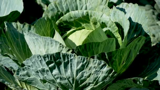 Duża Głowa Białej Kapusty Liśćmi Łóżku Hoduję Organiczne Warzywa Zbieranie — Wideo stockowe