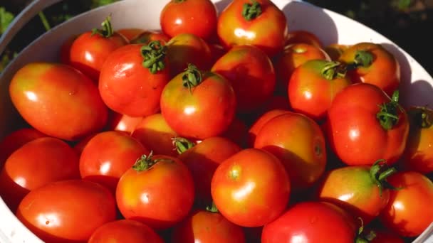 Πολλές Ώριμες Κόκκινες Ντομάτες Έναν Κουβά Καλλιεργούν Βιολογικές Ντομάτες Συγκομιδή — Αρχείο Βίντεο