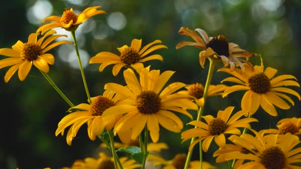 Gelbe Blumen Auf Dem Hintergrund Des Grüns Garten Sommerbühne Schöner — Stockvideo