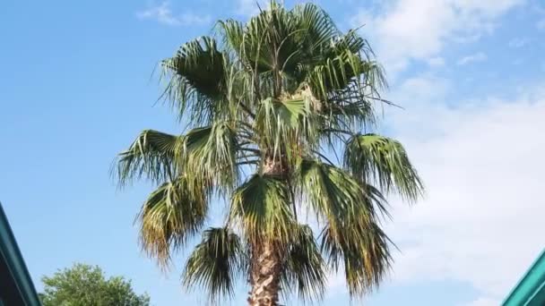 头顶是一棵高大的棕榈树 在蓝天的映衬下长着绿色的枝条 棕榈树的枝条在风中慢慢摇曳 旅行和休闲概念 — 图库视频影像
