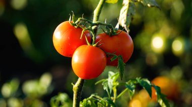 Bahçede yetişen kırmızı sulu olgun domatesler. Çiğ organik sebze, taze vişneli domates. Taze domatesli detoks diyeti. Bahçede, bahçede, tarımda organik hasat. Domates.