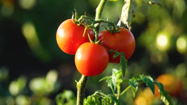 Tomates Rojos Jugosos Maduros Cultivados Jardín Verduras Orgánicas Crudas Tomates — Vídeo de stock
