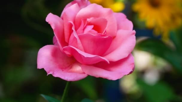花园里美丽的粉红色玫瑰花 一朵淡粉色玫瑰花蕾绽放的花朵 夏季舞台 — 图库视频影像