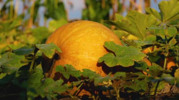 Egy Nagy Narancssárga Érett Tök Fekszik Kert Levelei Között Szerves — Stock videók