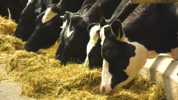 Корови Їдять Сіно Фермі Корови Сараї Їдять Сіно Сучасна Молочна — стокове відео