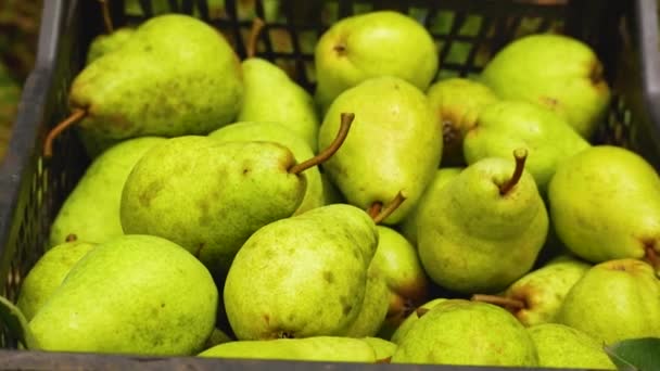 Lots Ripe Green Pears Box Cultivation Organic Pears Harvesting Pears — Stock Video