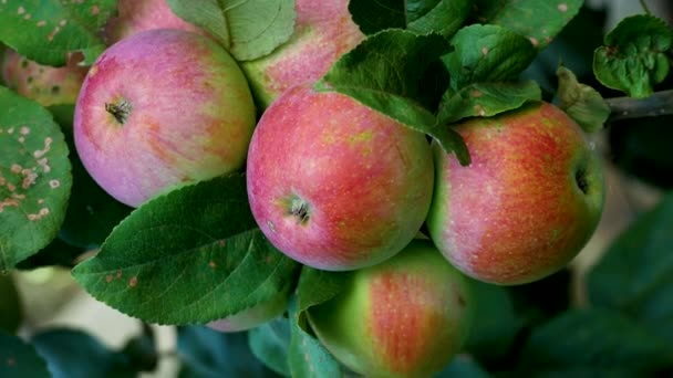 Dużo Czerwonych Dużych Soczystych Dojrzałych Jabłek Gałęzi Jabłoni Ogrodzie Uprawa — Wideo stockowe