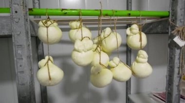 Peynir üretimi için kurusıkı poşetler peynir fabrikasında asılı duruyor. Peynir olgunlaşıyor. Peynir üretimi.