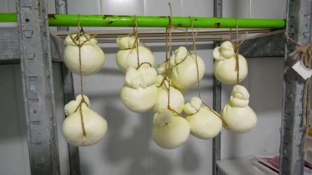 用于生产硬奶酪的空袋子挂在奶酪工厂里 奶酪成熟了 手工乳酪生产 — 图库视频影像