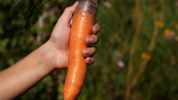 大的成熟的大胡萝卜 绿色的叶子在孩子的手在一个绿色的花园的背景 健康的婴儿食品 种植有机胡萝卜 — 图库视频影像