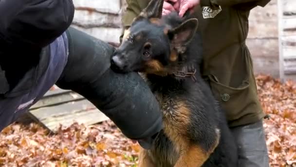 ウクライナのハリコフ 11月11日 2023年 攻撃的な羊飼いの犬は その歯でしっかりとジャケットに男の袖を保持しています 犬の訓練を攻撃する 警備犬 犬は犯罪者を逮捕する — ストック動画