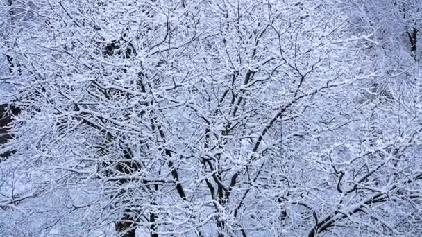 Дерева Снігу Вид Зверху Сніжна Зимова Сцена Парк Сніжну Зиму — стокове відео