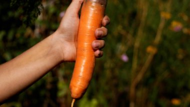 Large ripe large carrot with green leaves in a childs hand on the background of a green garden. Panorama. Healthy baby food. Growing organic carrots. clipart