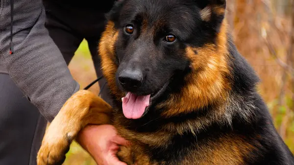A large German Shepherd gives a paw to its owner. Breeding and training of large dogs. Guard dog. A large service dog for protection and guarding.