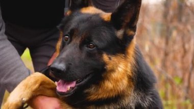 Büyük bir Alman kurdu sahibine patisini uzatır. Büyük köpeklerin yetiştirilmesi ve eğitilmesi. Bekçi köpeği. Koruma ve koruma için büyük bir hizmet köpeği..