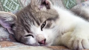 Güzel gri ve beyaz kedi yavrusu battaniyenin üzerinde uzanıyor ve uykuya dalıyor. Sevimli hayvanlar. Evcil kedilere iyi bakın..