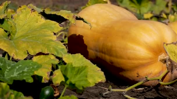 Large Ripe Orange Pumpkin Lies Garden Bed Leaves Growing Harvesting — Stock Video