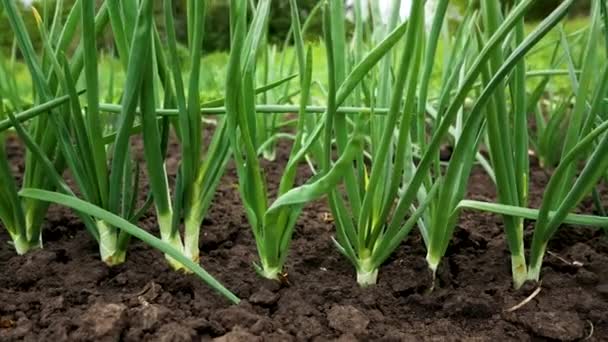 Lits Oignons Verts Croissance Panorama Cultiver Des Légumes Bio Verts — Video
