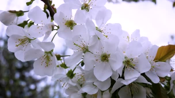 Λευκά Άνθη Κερασιάς Την Άνοιξη Άνοιξη Ανθοφορία Οπωροφόρων Δέντρων Σκηνή — Αρχείο Βίντεο