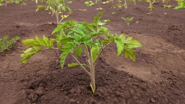 Arbusto Tomate Recién Plantado Jardín Cultivar Verduras Ecológicas Cultivo Tomates — Vídeo de stock