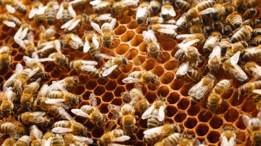 Bir sürü arı bal peteğine üşüşür. Böcekler ahşap bir kovanda çalışır, polenden nektar toplar, tatlı bal yaratırlar. Arıcılık konsepti.