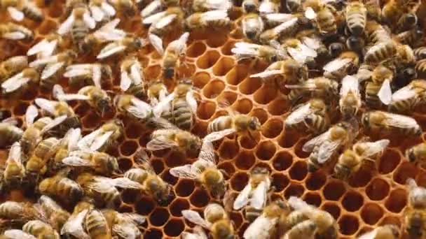 ミツバチはハニカムに群がっています 昆虫は木製の巣で働き 花粉から蜜を集め 甘い蜂蜜を作ります 養蜂コンセプト — ストック動画