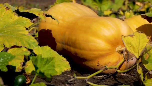 カボチャの収穫による秋の農業風景 オレンジのスカッシュは農地で熟する 有機野菜の栽培について 感謝祭の準備 — ストック動画
