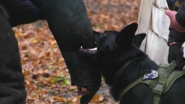Siyah bir Alman çoban köpeği kurgusal bir suçlunun kolunu dişleriyle tutuyor. Saldırgan köpeklerin eğitimi. Bekçi köpeklerinin eğitimi.
