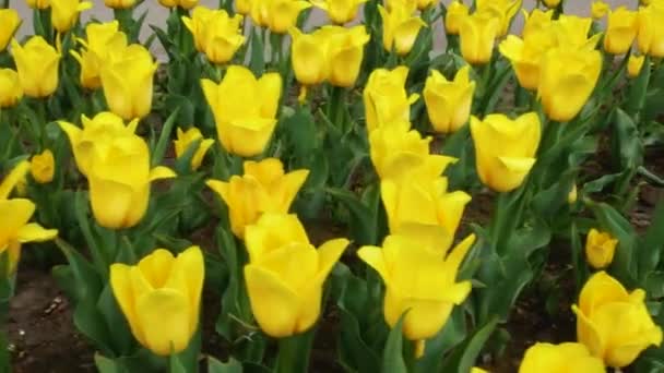 Záhonu Spousta Velkých Žlutých Tulipánů Panorama Jarní Scéna — Stock video
