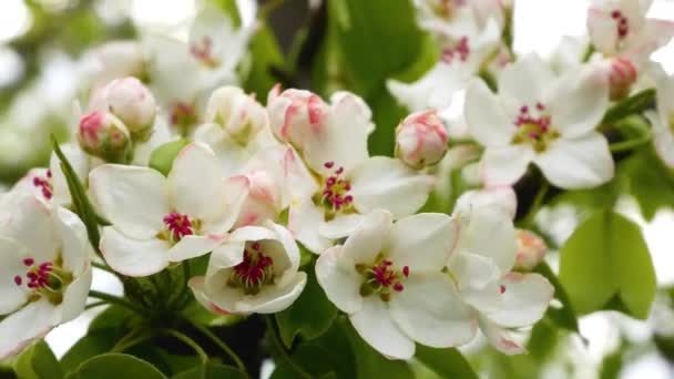 Grandes Flores Blancas Árboles Frutales Primavera Floreciente Jardín Primavera Manzano — Vídeos de Stock