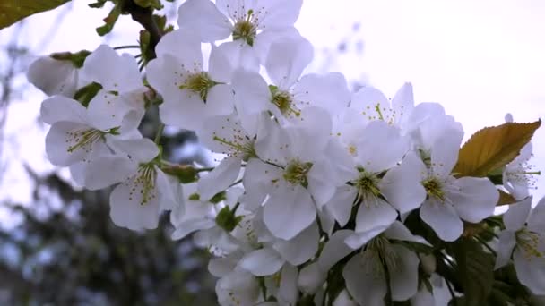 Ветка Вишни Белыми Цветами Небе Цветущий Сад Весной Сцена Весеннего — стоковое видео