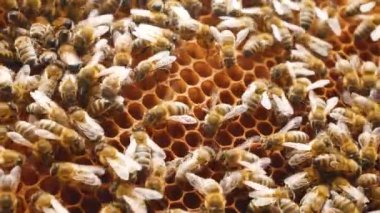 Kovan içindeki bal peteklerine üşüşen arılar. Böcekler ahşap bir kovanda çalışır, polenden nektar toplar, tatlı bal yaratırlar. Arıcılık konsepti. Organik bal üretimi.