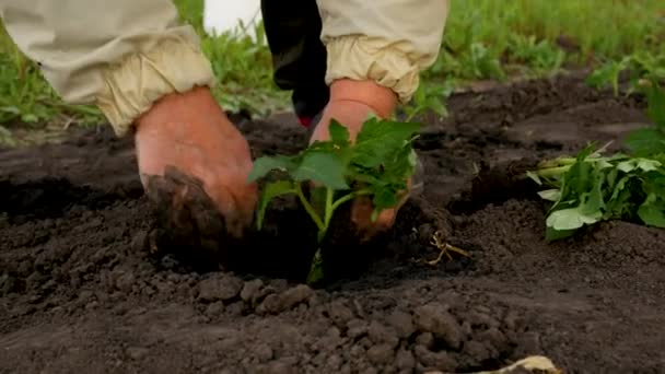 Unerkennbare Weibliche Hände Pflanzen Tomatensetzlinge Löcher Frühjahr Feuchten Offenen Boden — Stockvideo