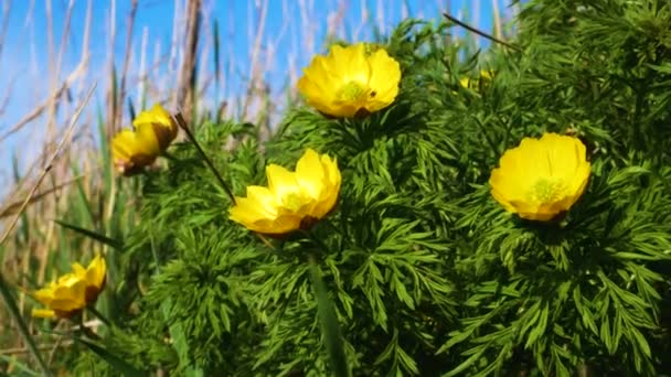 Sebuah Semak Dihiasi Dengan Banyak Bunga Kuning Menciptakan Lanskap Alam — Stok Video