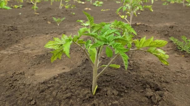 Uma Planta Terrestre Especificamente Uma Pequena Planta Tomate Está Prosperando — Vídeo de Stock