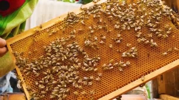 Beekeeper Holds Wooden Frame Bees Crawling Wax Honeycombs Hive Bees — Stock Video