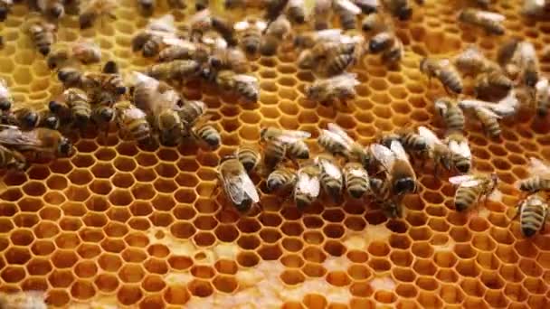 许多蜜蜂爬在蜂窝上 蜜蜂带来花蜜并从中酿造蜂蜜 蜂窝里新鲜的金黄色蜂蜜闪闪发光 蜂窝在蚜虫中 — 图库视频影像