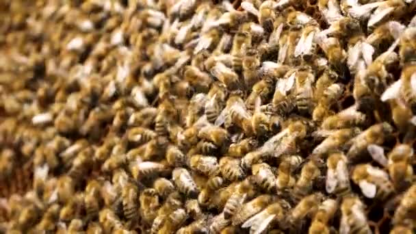 Viele Bienen Sitzen Dicht Dicht Auf Dem Honigrahmen Bienenstock Von — Stockvideo