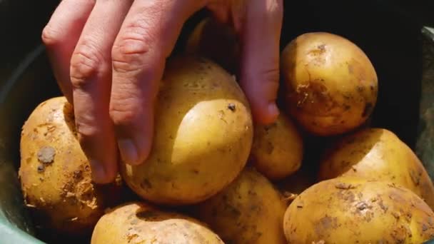 Une Main Fermier Trie Travers Les Tubercules Pommes Terre Fraîchement — Video
