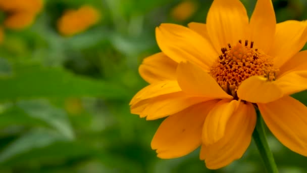 Желтый Цветок Фоне Зеленого Сада Слева Свободное Место Этикетки Расслабление — стоковое видео