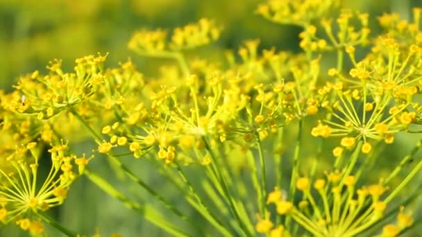 Piękne Soczyste Żółte Kwiaty Kwitnącego Koperku Łące Lecie Faza Letnia — Wideo stockowe