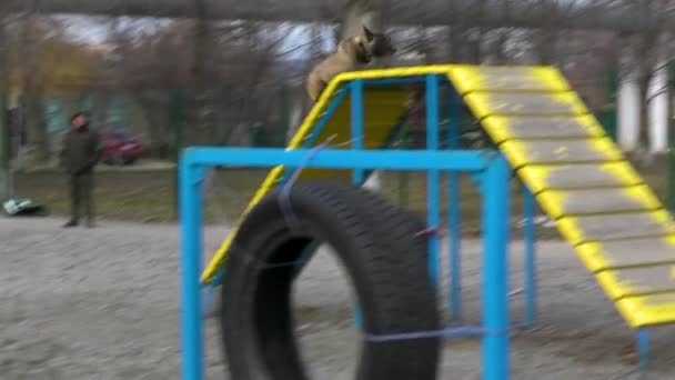 Charkiw Ukraine Februar 2024 Belgischer Schäferhund Läuft Durch Einen Hindernisparcour — Stockvideo