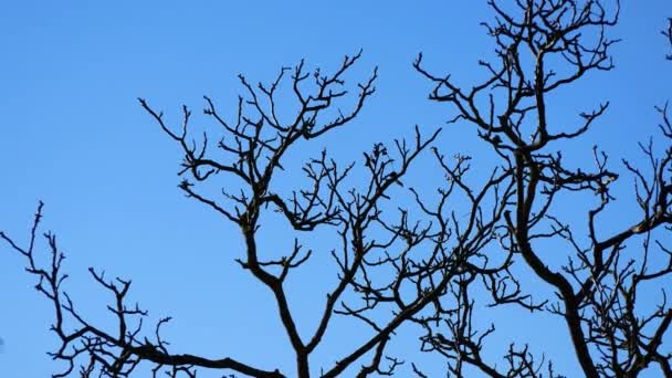 在蓝天的背景下 没有叶子的树枝 早春的风景 冥想和孤独的概念 野生动物 — 图库视频影像